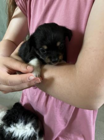 Image 9 of Chihuahua x puppies from KC parents