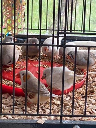 Image 5 of Zebra Finches young hatched this year from £12 each