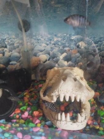 Image 5 of Convict cichlid juviniles for sale