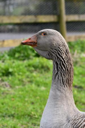 Image 4 of Goose hatching eggs - dewlap Toulouse and Sebastopols