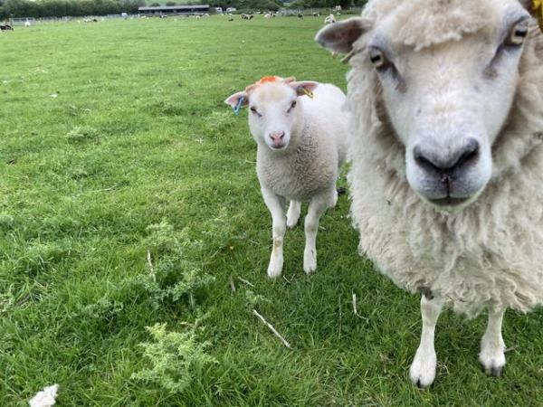 Image 10 of Shetland sheep wether lambs (castrated rams) for sale