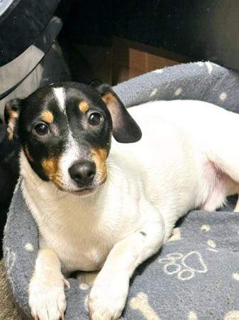 Image 2 of Jack Russell puppy for sale