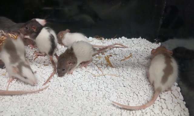 Image 3 of Baby Rats Dumbo's and Straight ears