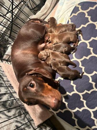 Image 4 of 3 Chocolate & Tan Mini dachshunds