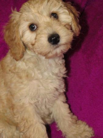 Image 25 of RED KC REG TOY POODLE FOR STUD ONLY! HEALTH TESTED