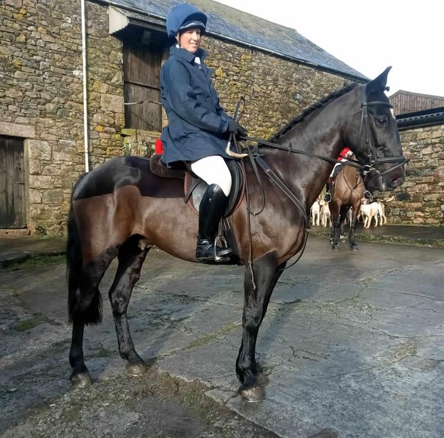 Preview of the first image of A fantastic Irish Sports Horse.