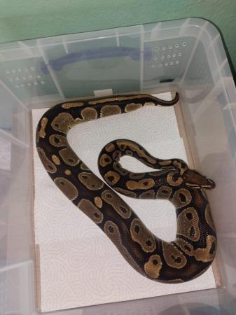 Image 25 of Balll python snakes (Whole collection) REDUCED PRICE!