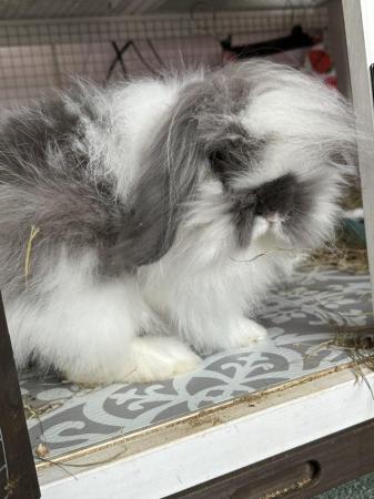 Image 5 of Beautiful Double Mane Lion Lop for sale