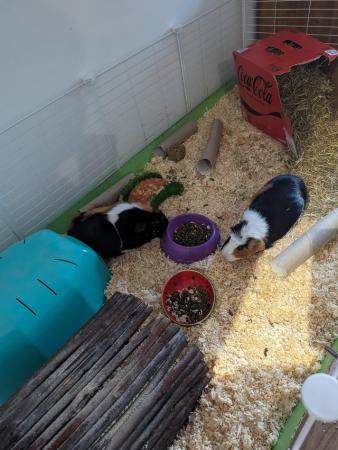 Image 4 of 2year old female guinea pig pair
