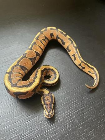 Image 12 of Various royal pythons for sale