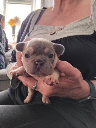 Image 4 of French bull dog puppies kc registered