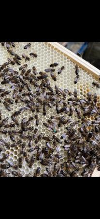 Image 1 of 5 frames of honey bee nuc 2024 queen
