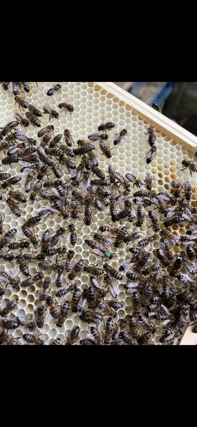 Preview of the first image of 5 frames of honey bee nuc 2024 queen.