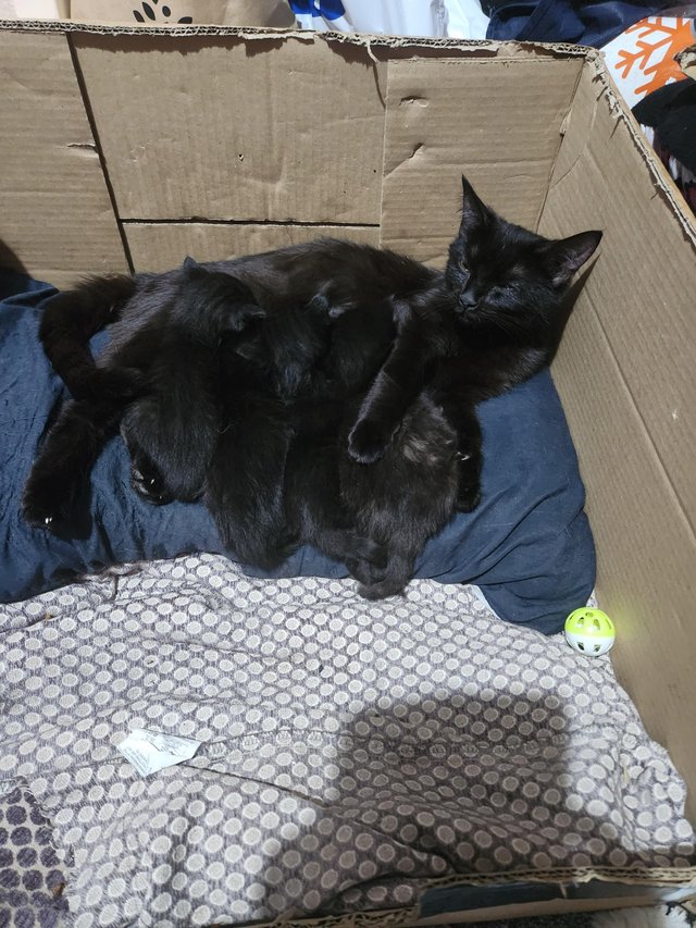 Preview of the first image of 7 week old black kittens.