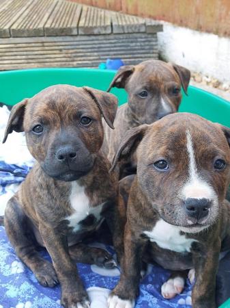 Image 2 of Beautiful Staffordshire bull terriers puppys
