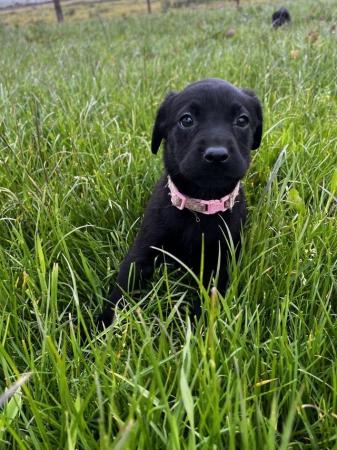 Image 1 of Black labrador puppies for sale