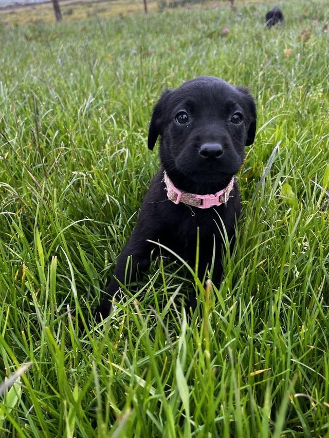 Preview of the first image of Black labrador puppies for sale.