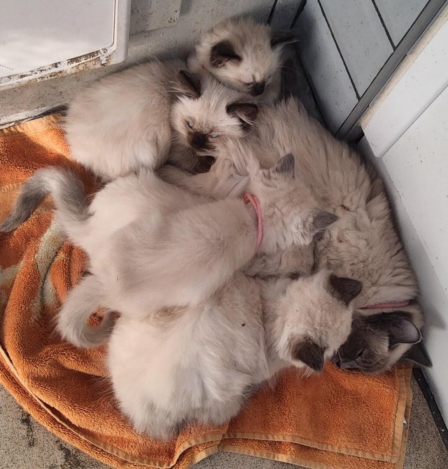 Preview of the first image of Pedigree Ragdoll kittens ready forever homes £350micro chipp.