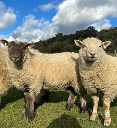 Image 1 of Pet sheep wether & ewe last years lambs southdown x