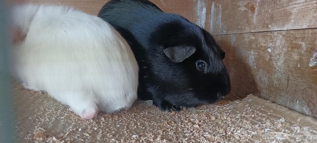 Image 5 of Baby young adult guinea pig boars