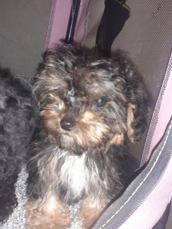 Image 4 of Adorable toy poodle boy left xx