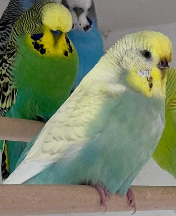 Preview of the first image of Young adult budgies various colours.