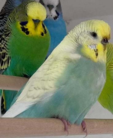 Image 1 of Young adult budgies various colours