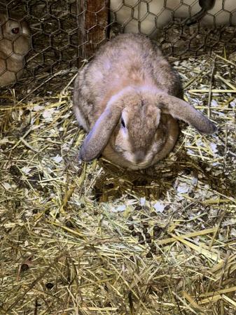 Image 2 of Female rabbits mini lop x lop