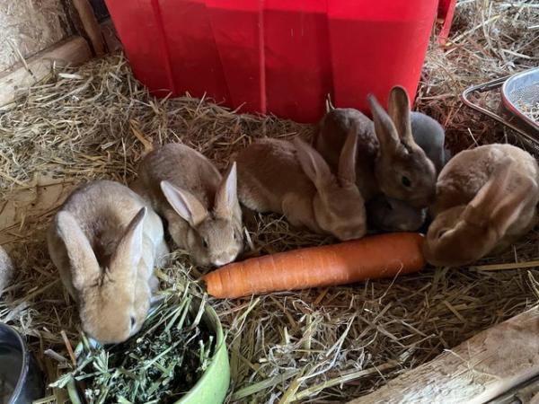 Image 12 of Adorable, friendly Standard Rex rabbit babies