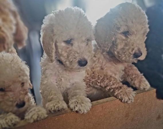 Image 17 of Ready to leave now. Goldendoodle puppies