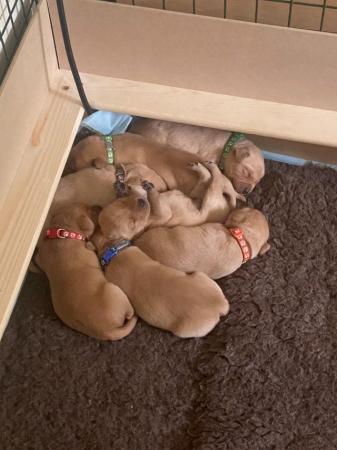 Image 6 of Fox Red Labrador Puppies - KC Registered 1 bitch/1 dog left