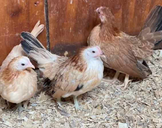 Image 16 of Serama chicks, lots of colours, various ages/prices