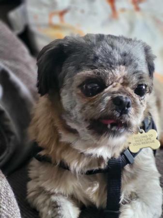 Image 5 of PIXIE IS A VERY SWEET STEADY 5YR OLD SHIH TZU GIRL