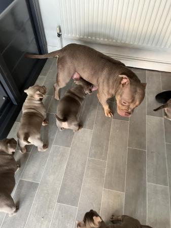 Image 1 of Gorgeous micro bully’s for sale 2 boys left and 1 girl
