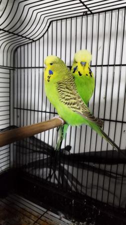 Image 4 of Exhibition budgies male and female