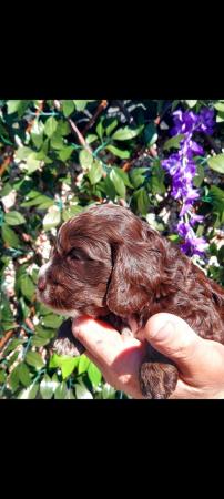 Image 18 of Unique litter of F1 'Royal' Cockapoos.
