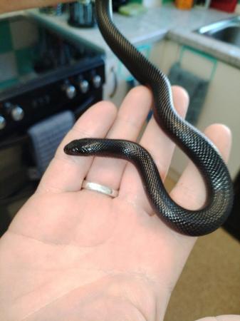 Image 4 of Mexican black King snake 6 months old