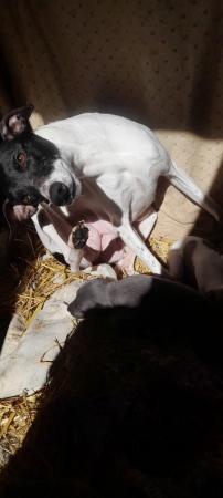 Image 4 of Kc registered whippet pups