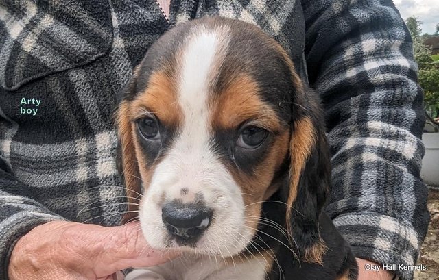 Image 12 of Quality, F1, Beaglier puppies, ready soon.