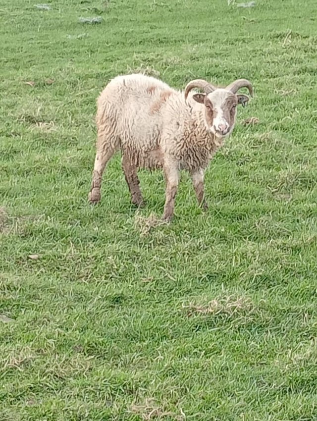 Preview of the first image of Two SOAY Ram Lambs For Sale.