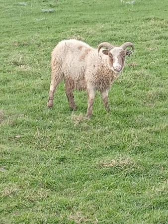 Image 1 of Two SOAY Ram Lambs For Sale