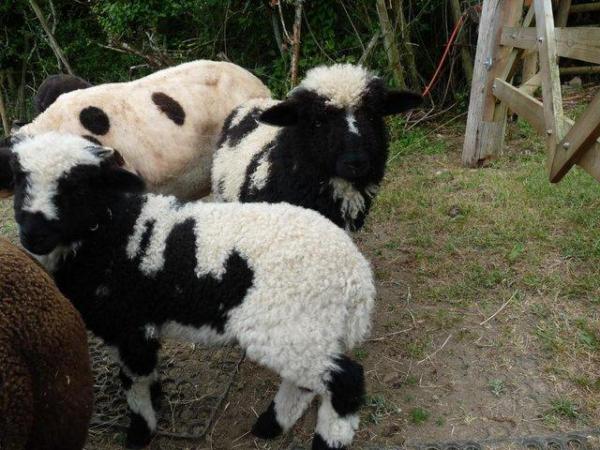 Image 2 of ** Valais x Jacob ewe lambs **