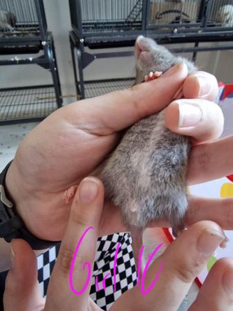 Image 1 of Friendly Female Rat Babies