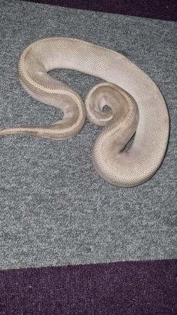 Image 2 of Royal python (purple passion):)