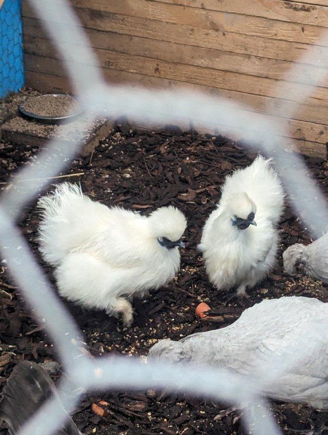 Preview of the first image of 10 months old female silkies.