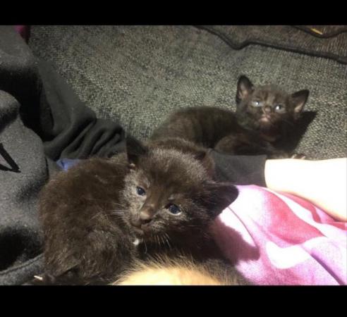 Image 3 of British longhair x British shorthair kittens