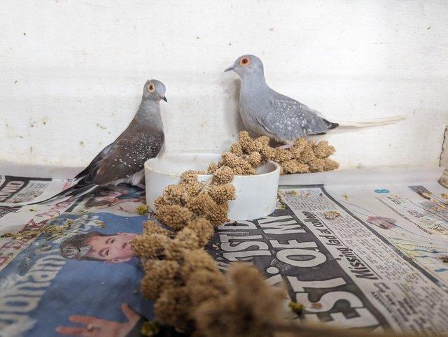 Preview of the first image of Diamond doves available for sale all this year birds.