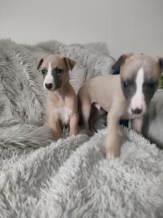 Image 8 of Stunning litter of whippet puppies, KC reg from show lines