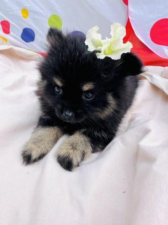 Image 5 of Pomeranian puppies for sale