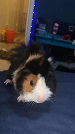 Image 2 of 3 male bonded guinea pigs
